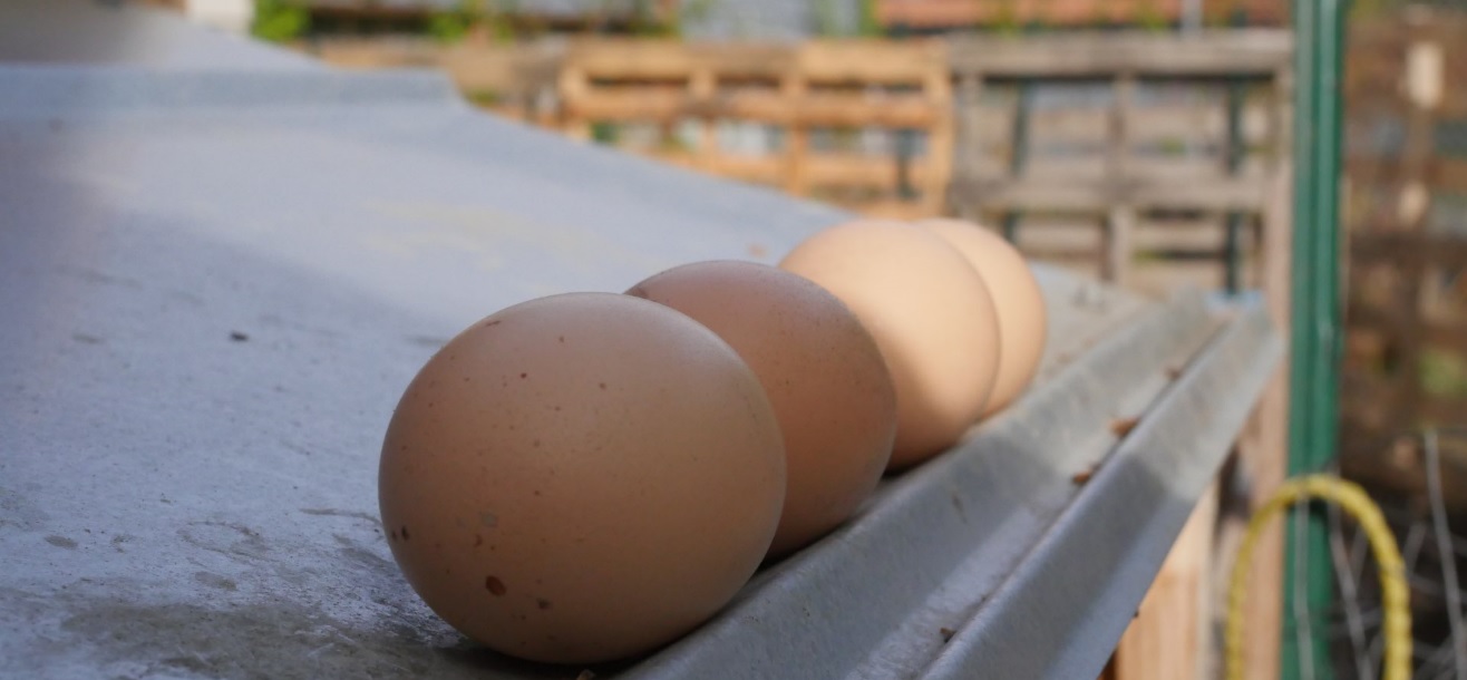 brown chicken eggs in a row