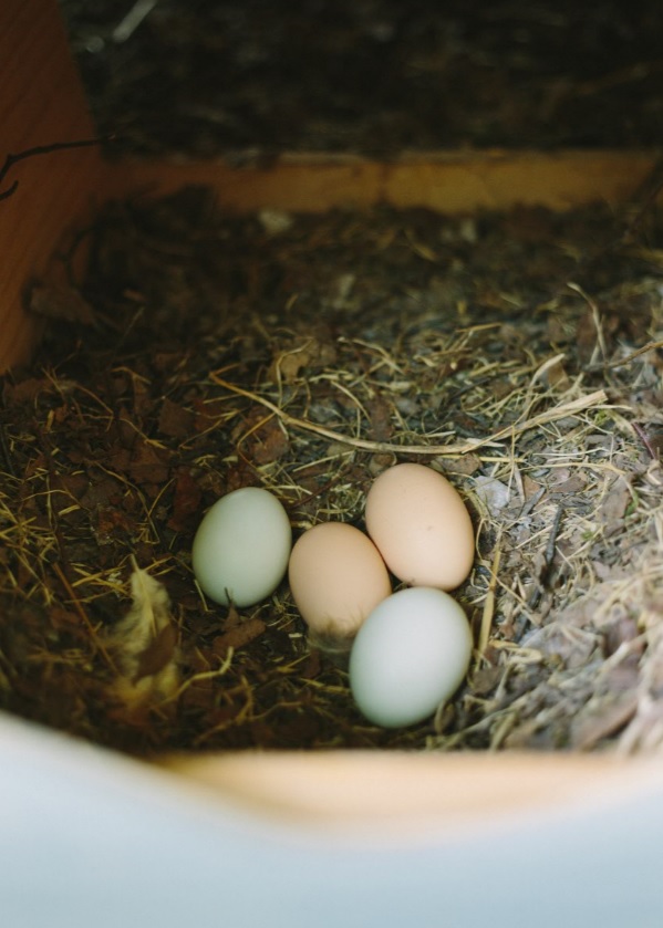 colored chicken eggs in nest box