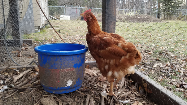 molting rhode island red with blue watering bucket