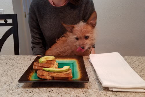 small dog licking lips staring at sandwich