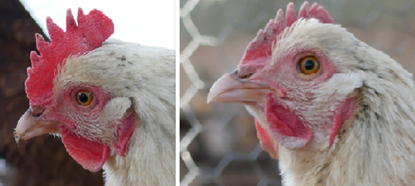 shrinking chicken comb discoloration