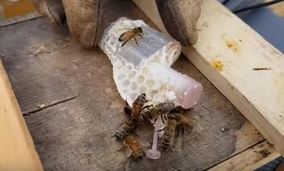 plastic pink queen bee box