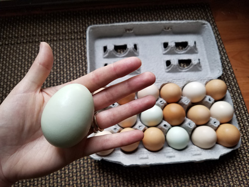 holding green egg next to assorted egg carton