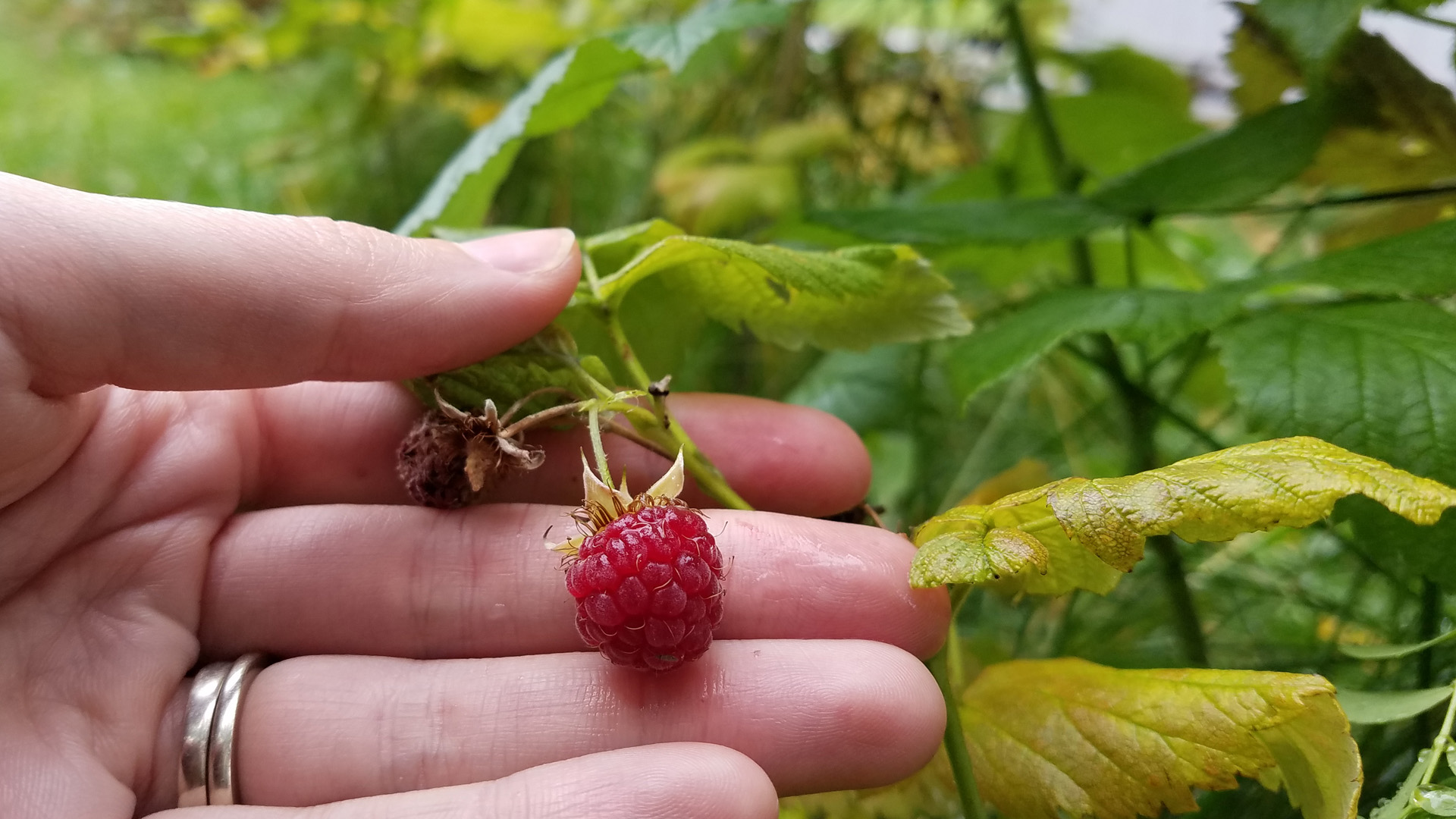 single red raspberry on stalk
