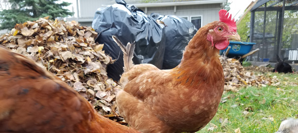 chickens by bagged leaves