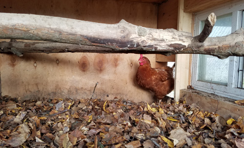 single chicken in coop with leaves as bedding