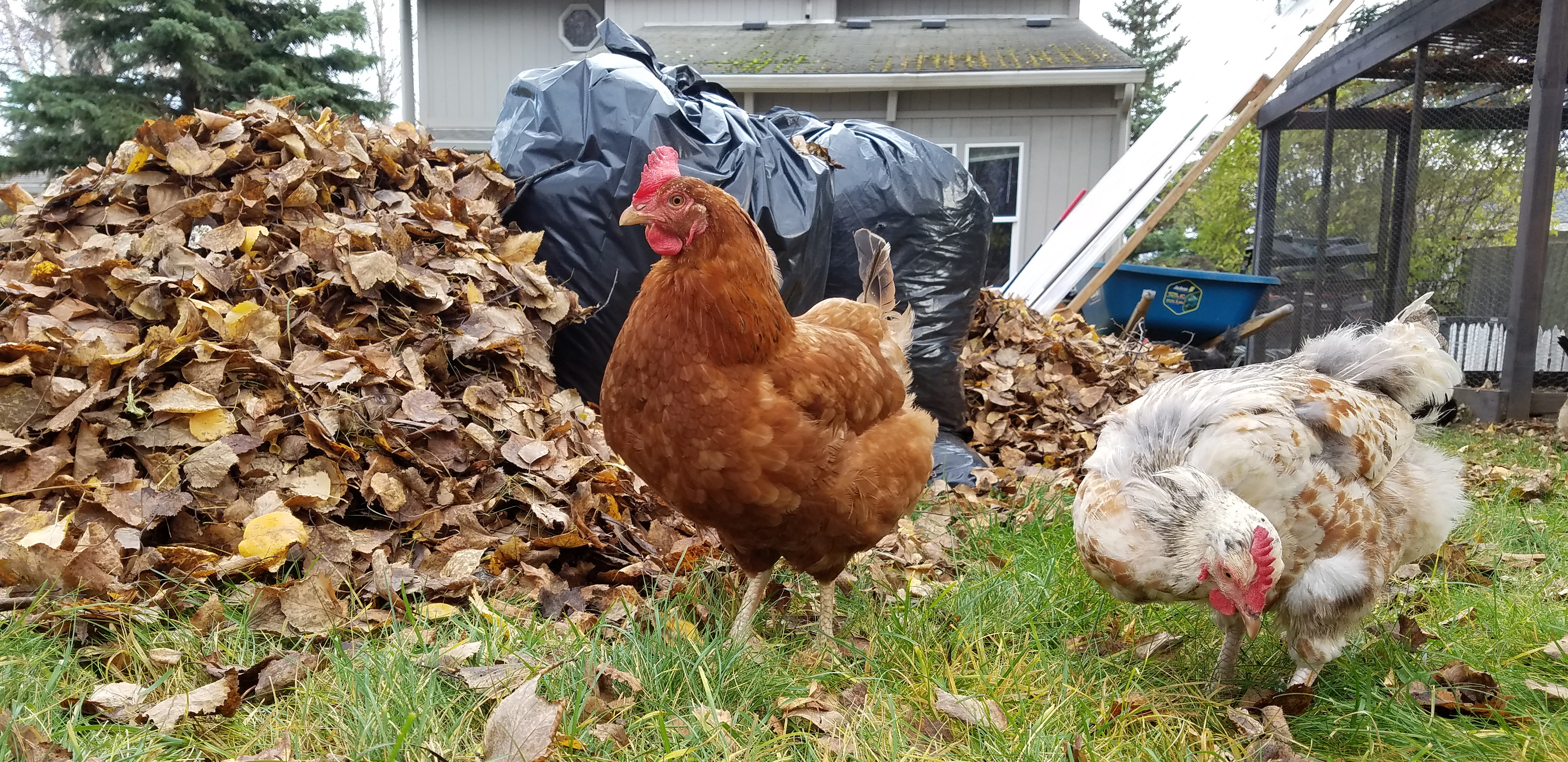 two chickens by leaf pile during fall