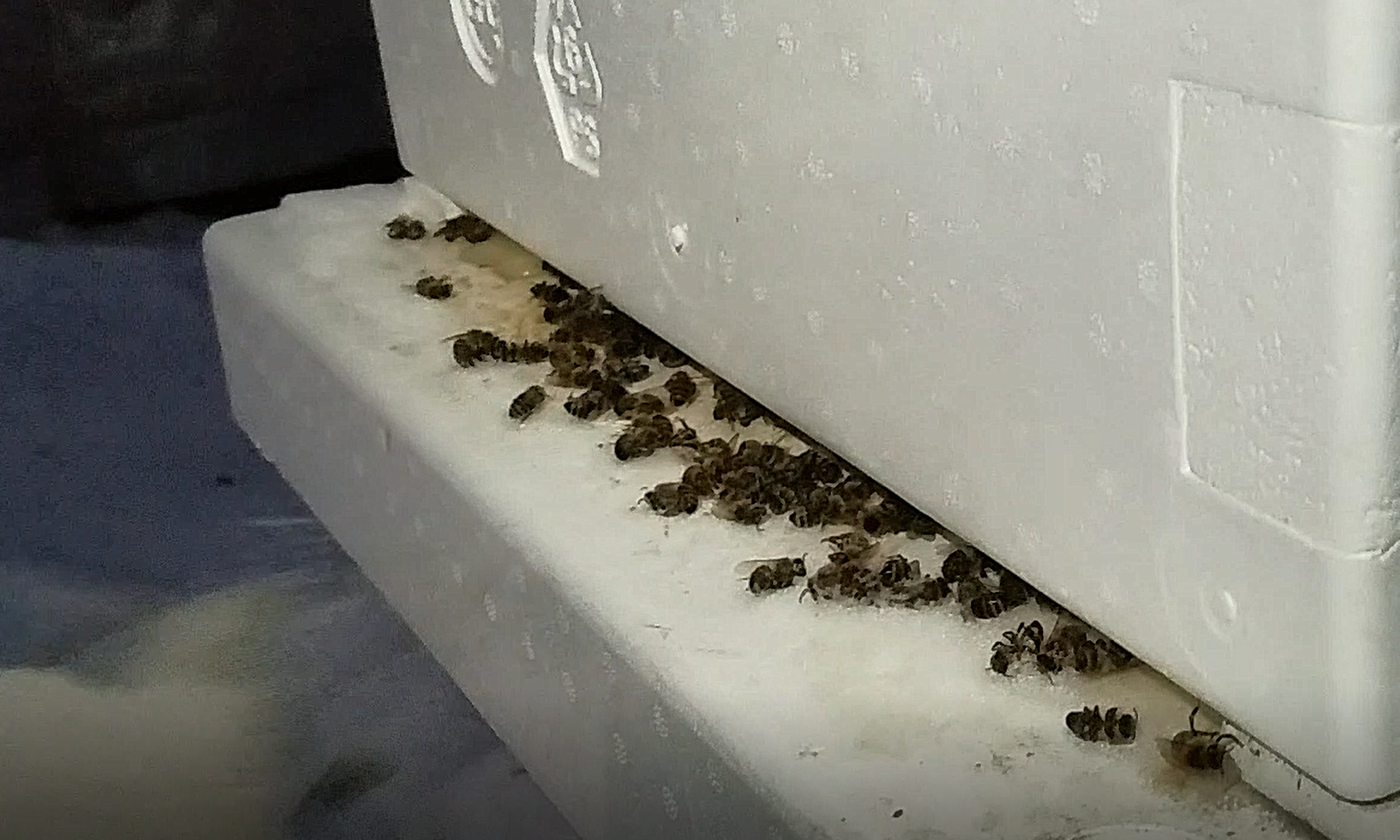 dead bees at winter hive entrance