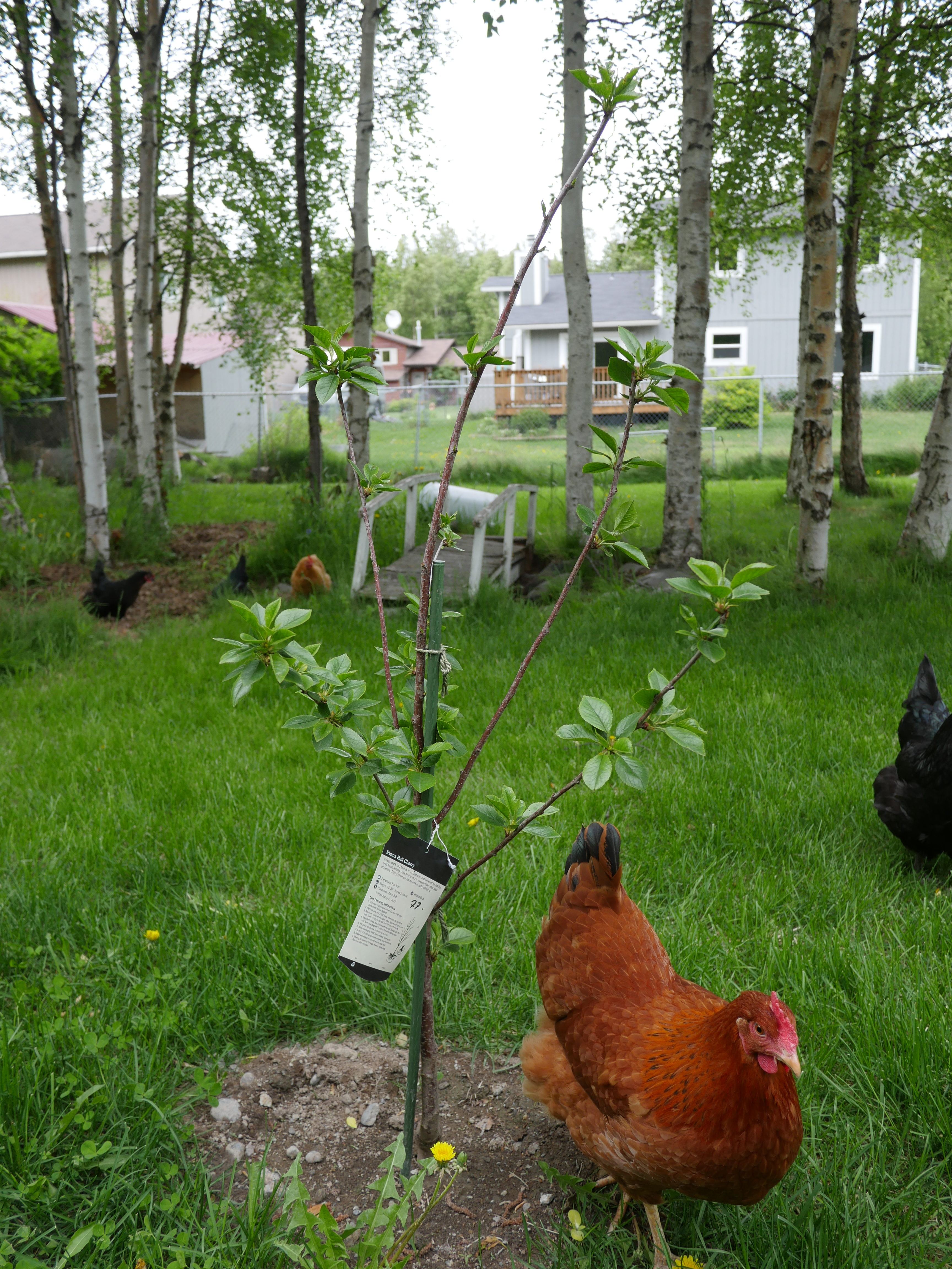 2-year old Evans Bali cherry tree next to chicken