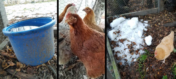 Chickens with snow and electric water bucket