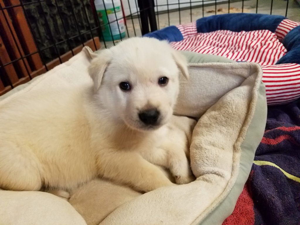 5 day old sales puppies