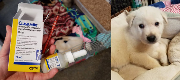 Small blonde puppy with antibiotics bottle