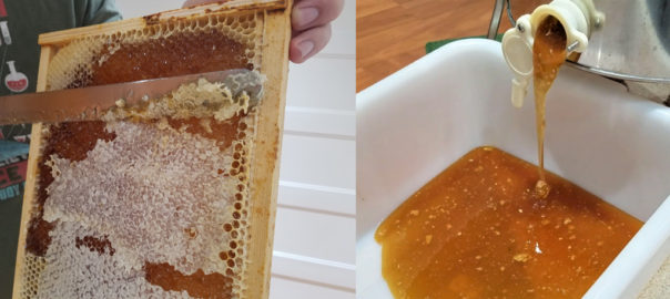 scraping wax off honey frame & raw honey flowing