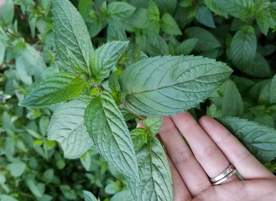 Outdoor chocolate mint leaves in Anchorage, Alaska