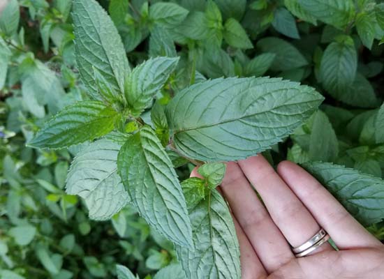 Is Chocolate Mint Different From Regular Old Peppermint?