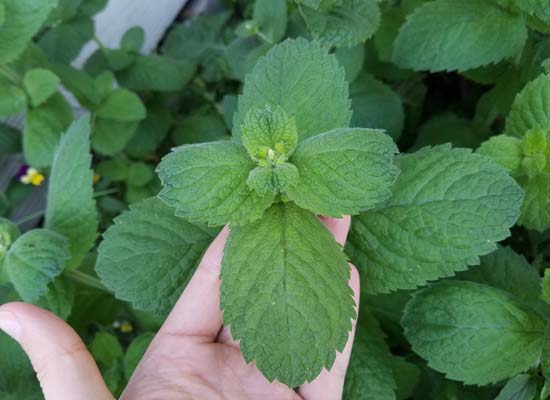 patch of outdoor apple mint in Alaska