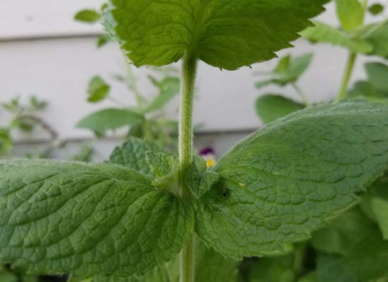 Underside of an apple mint leaf