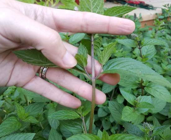 Stem of a chocolate mint plant stalk