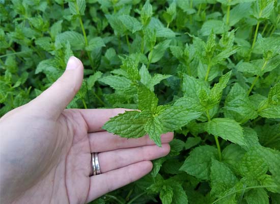 patch of outdoor spearmint in Alaska