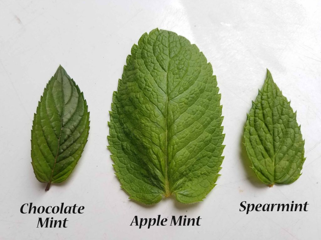 single leaf of chocolate mint, apple mint & spearmint side by side