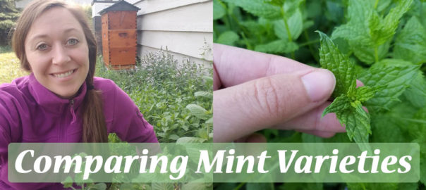 comparing mint plant varieties