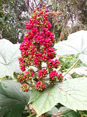 devil's club plant red berry cone