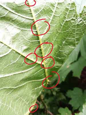 underside underneath the leaf of a thorny devils club plant