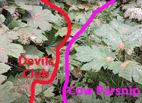 visual of cow parsnip leaves versus devils club leaves